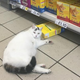 Image for article titled Saturday Night Social: This Is Tesco Cat's World, and We're Just Living in It
